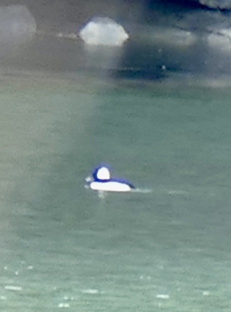 Murgilari buruzuria - ML645728885