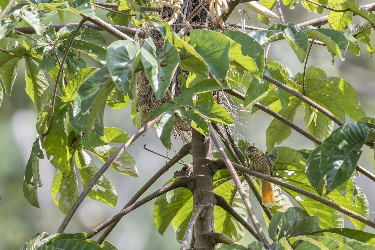 Striated Softtail - ML645728888