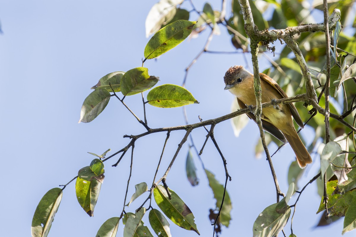 Бекард каштановий - ML645728899