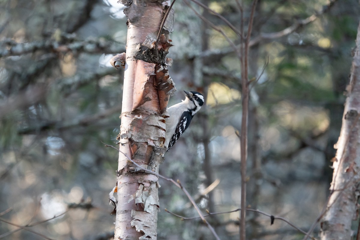 Downy Woodpecker - ML645728900