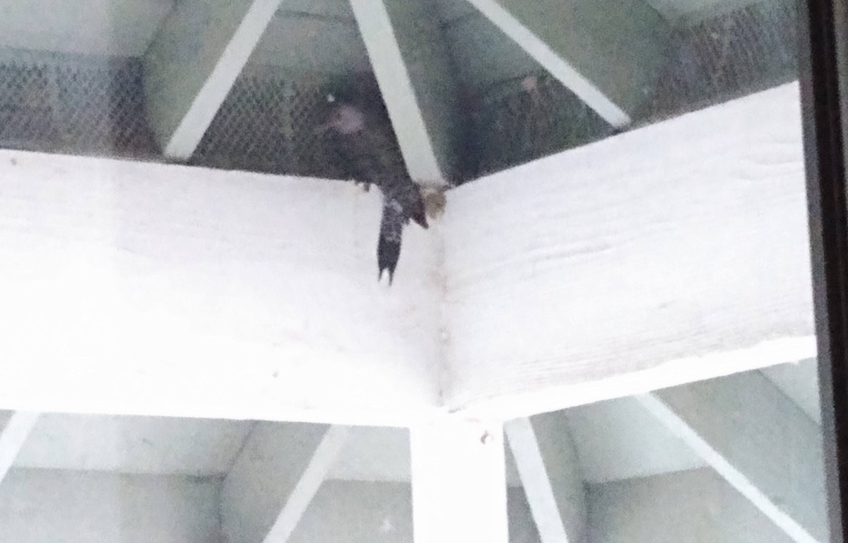 Northern Flicker - ML645728916