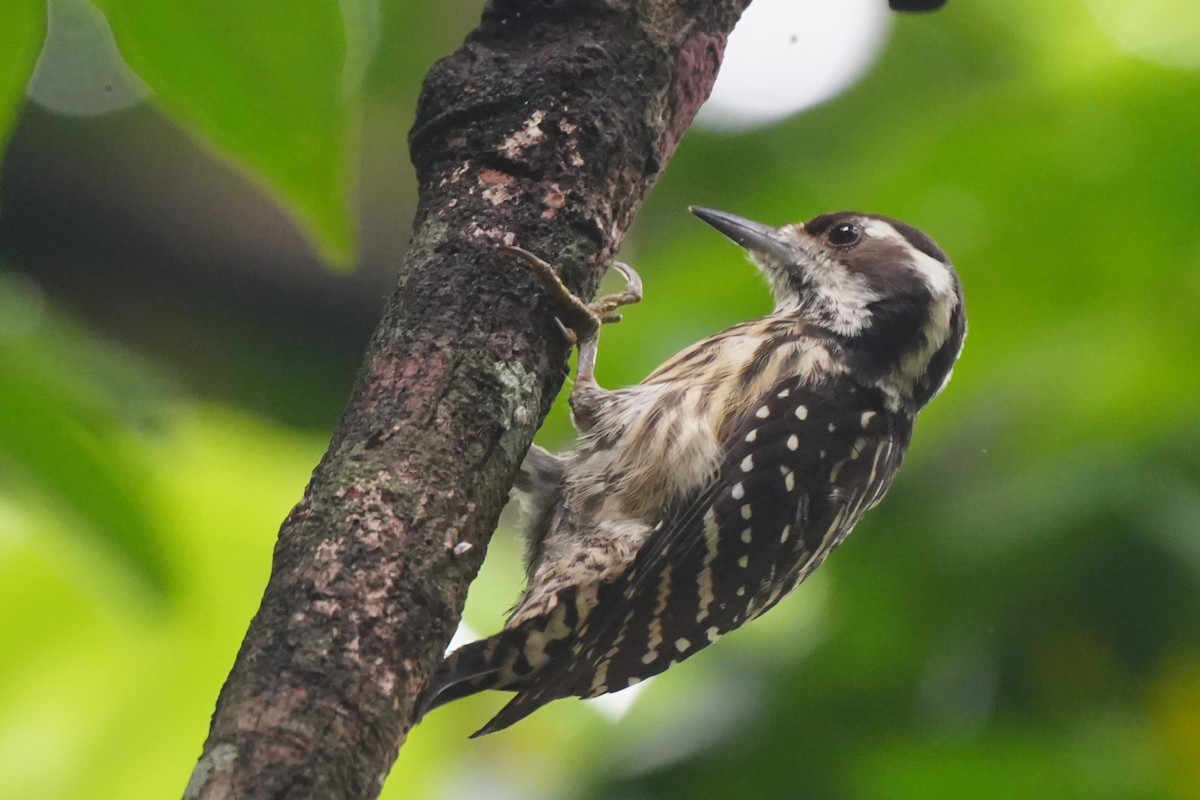 Philippine Pygmy Woodpecker - ML645728917