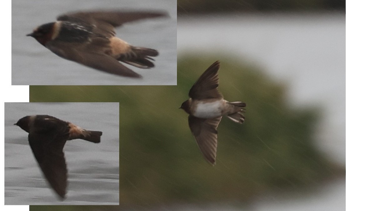 Cliff Swallow - ML645728938