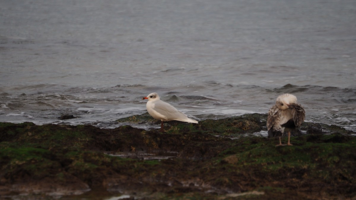 Mediterranean Gull - ML645728947