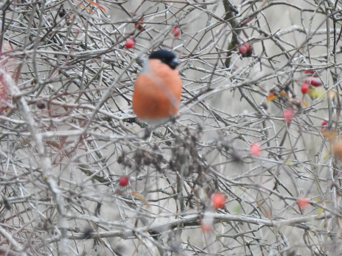 Eurasian Bullfinch - ML645728948
