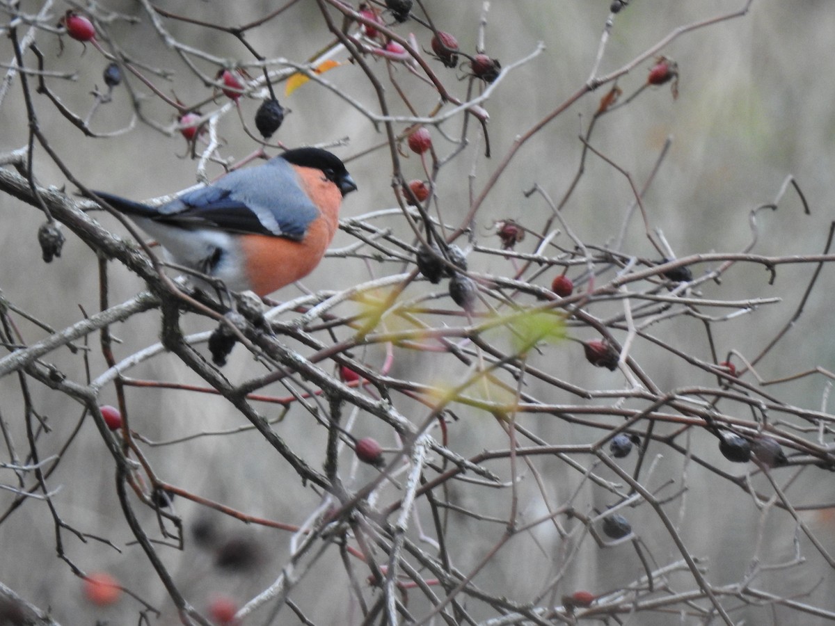 Eurasian Bullfinch - ML645728949