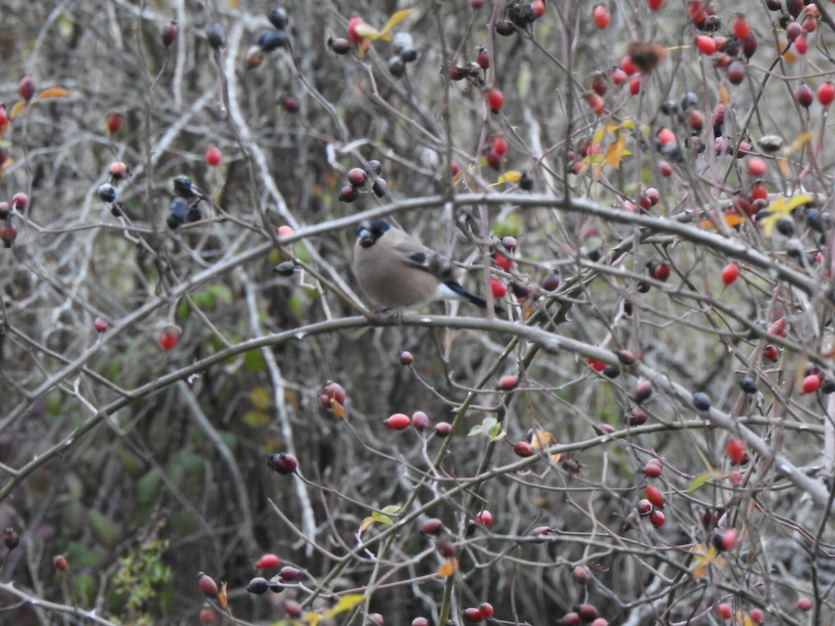 Eurasian Bullfinch - ML645728950