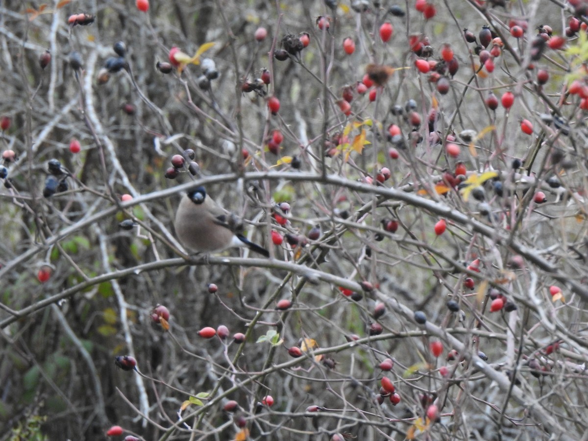 Eurasian Bullfinch - ML645728951