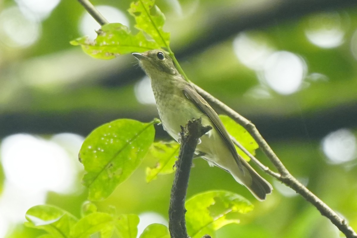 黃眉黃鶲 - ML645728960