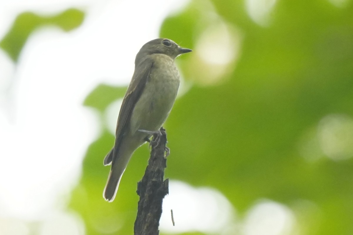 黃眉黃鶲 - ML645728961