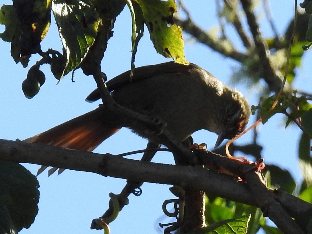 Streak-capped Spinetail - ML645728964