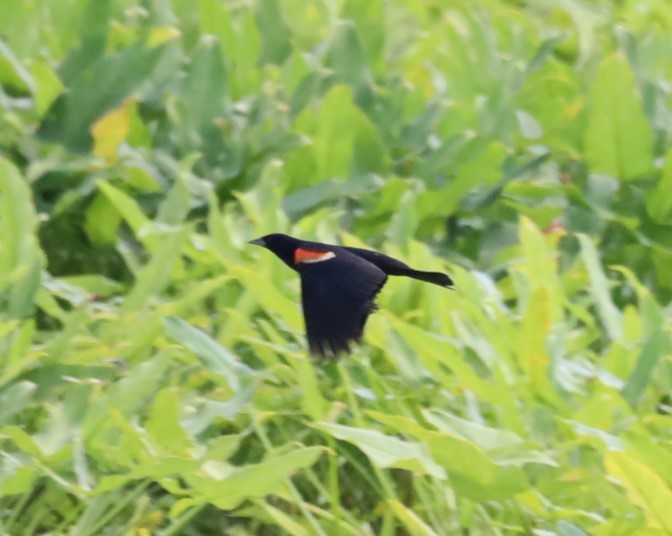 Red-winged Blackbird - ML645728972