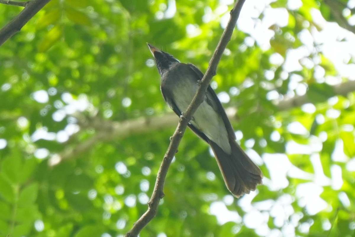 紫綬帶 - ML645728973