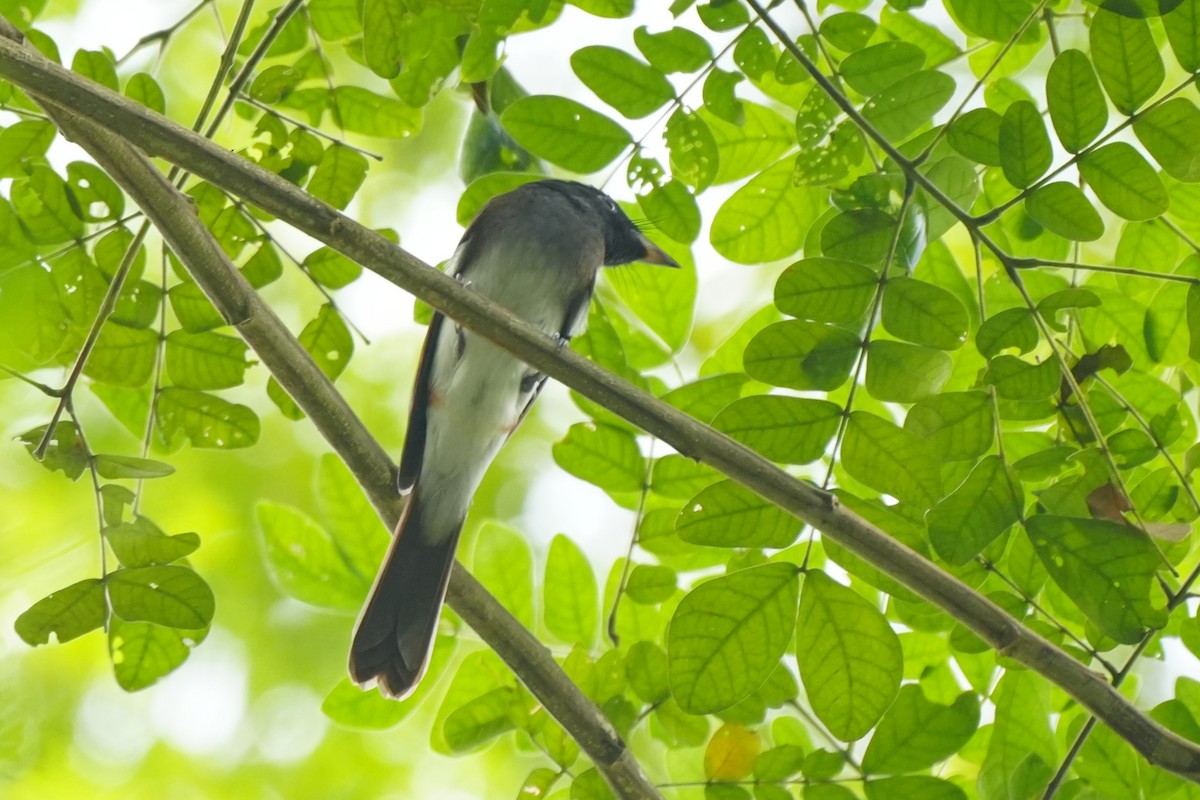 紫綬帶 - ML645728974