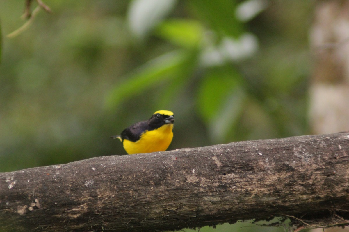 Thick-billed Euphonia - ML645728981