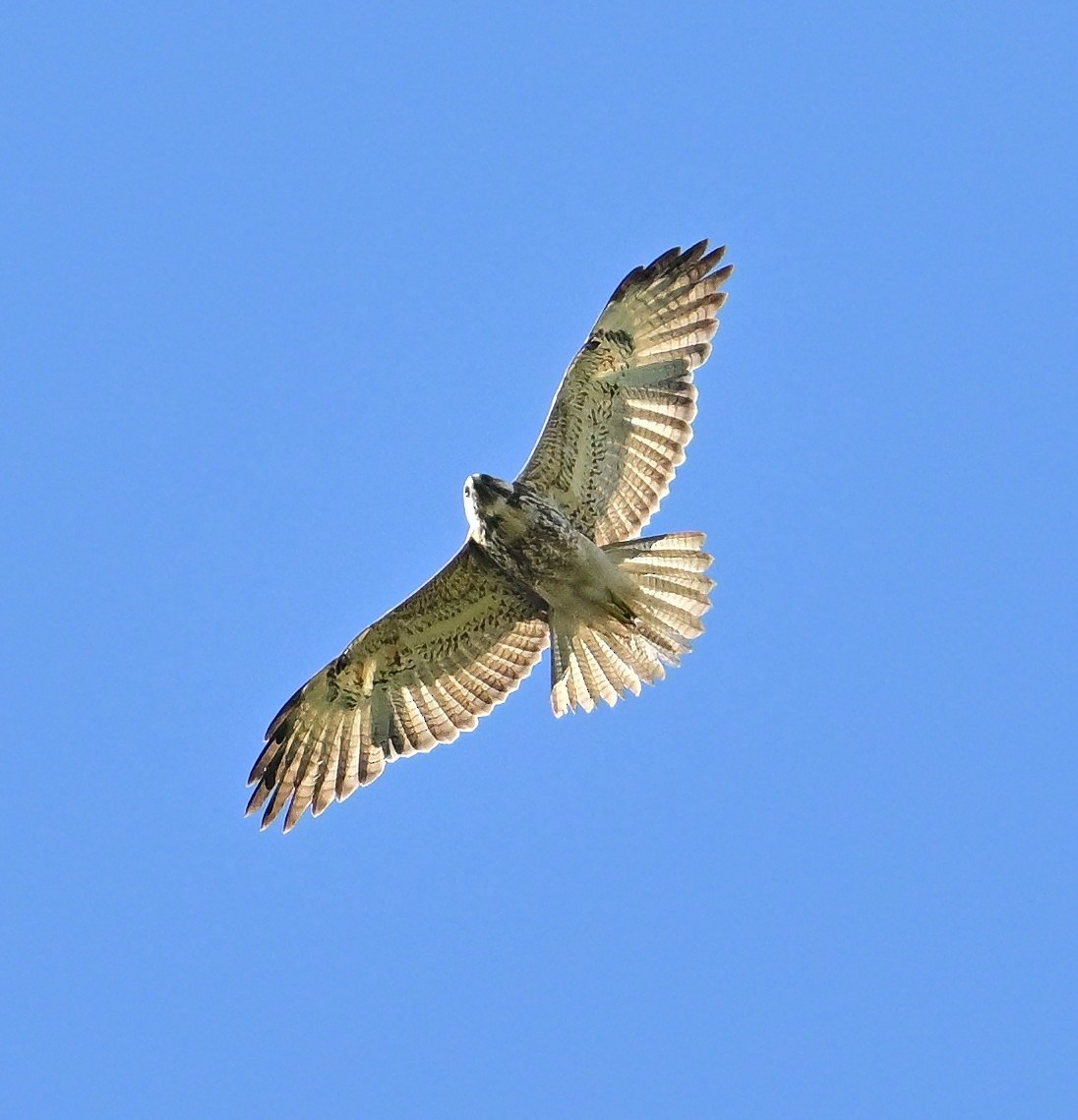 White-throated Hawk - ML645728984