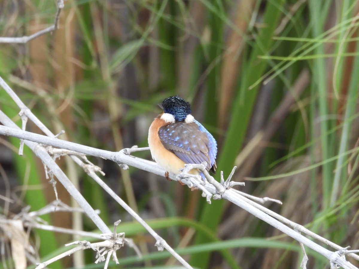 Haubenzwergfischer - ML645728995