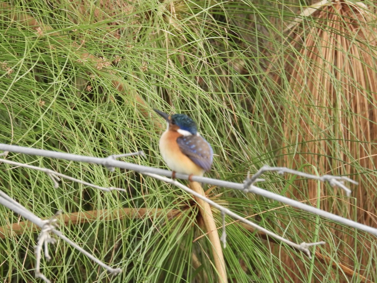 Haubenzwergfischer - ML645728996