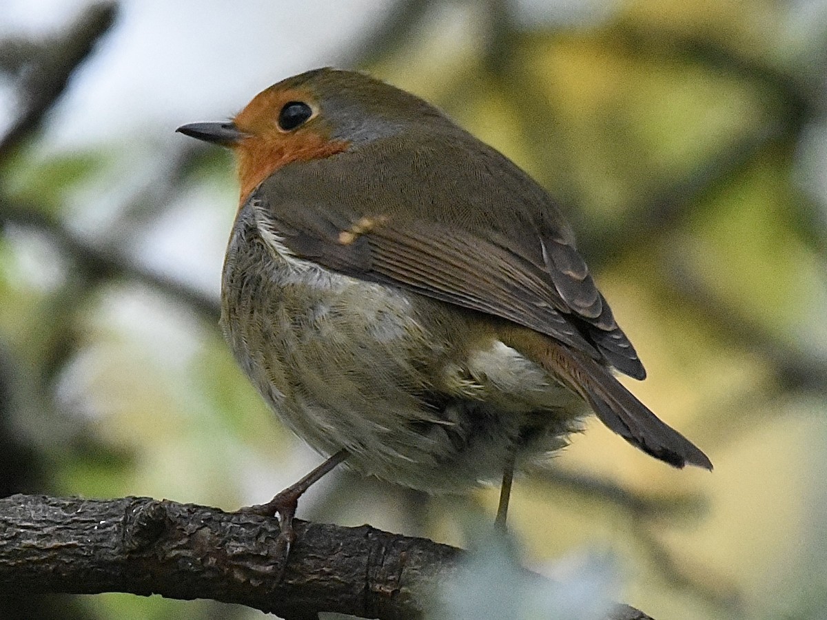 European Robin - ML645728998