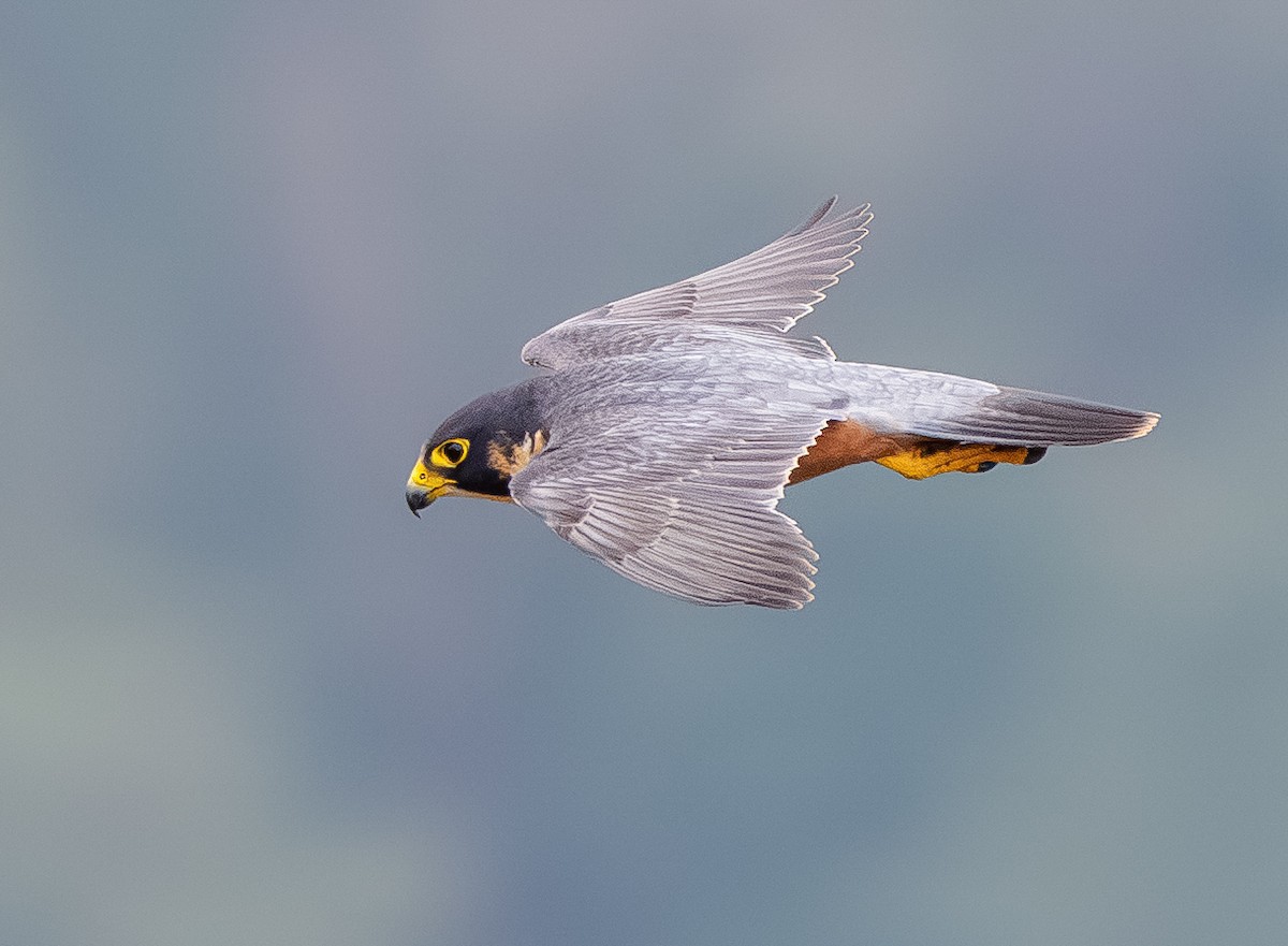 Falco pellegrino - ML645729000