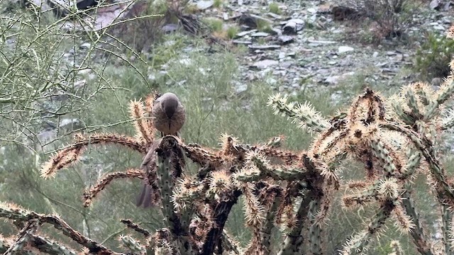 Тремблер бурий - ML645729001