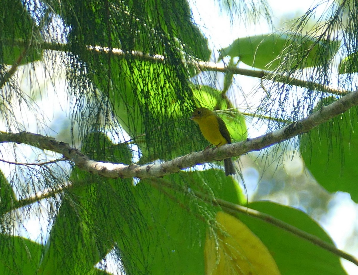 Citrine Canary-Flycatcher - ML645729010