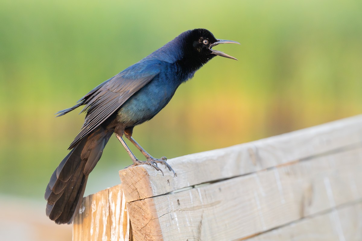 Boat-tailed Grackle - ML645729011