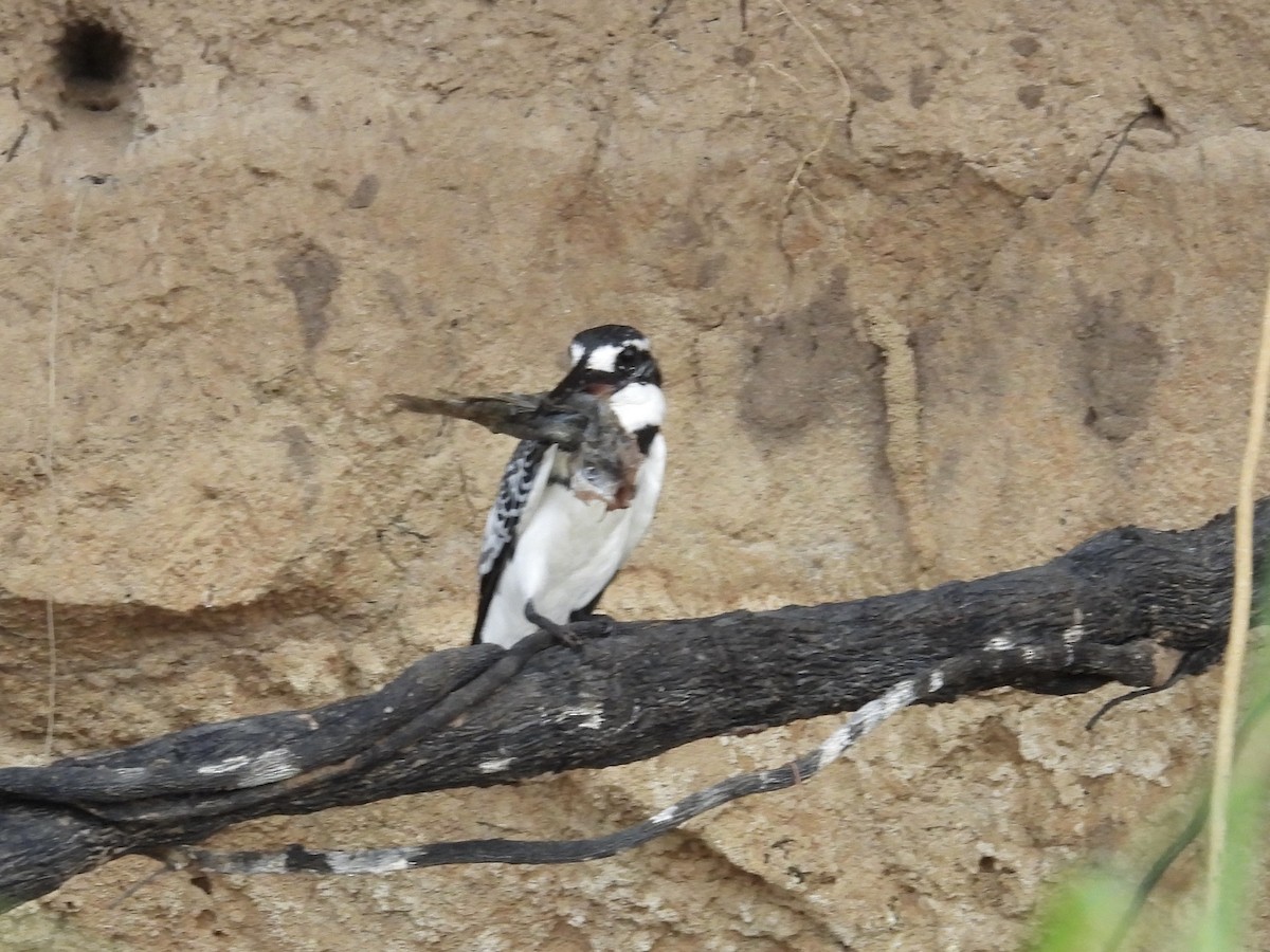 Graufischer - ML645729014