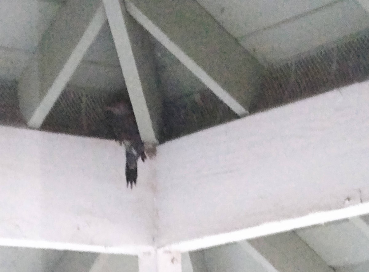 Northern Flicker - ML645729016