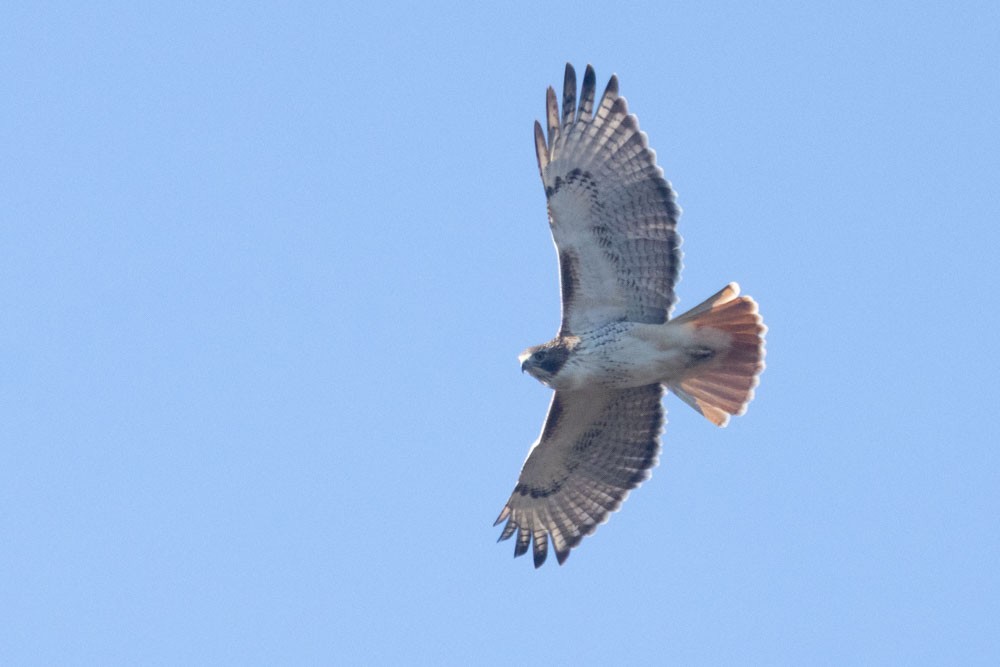 Red-tailed Hawk (borealis) - ML645729017