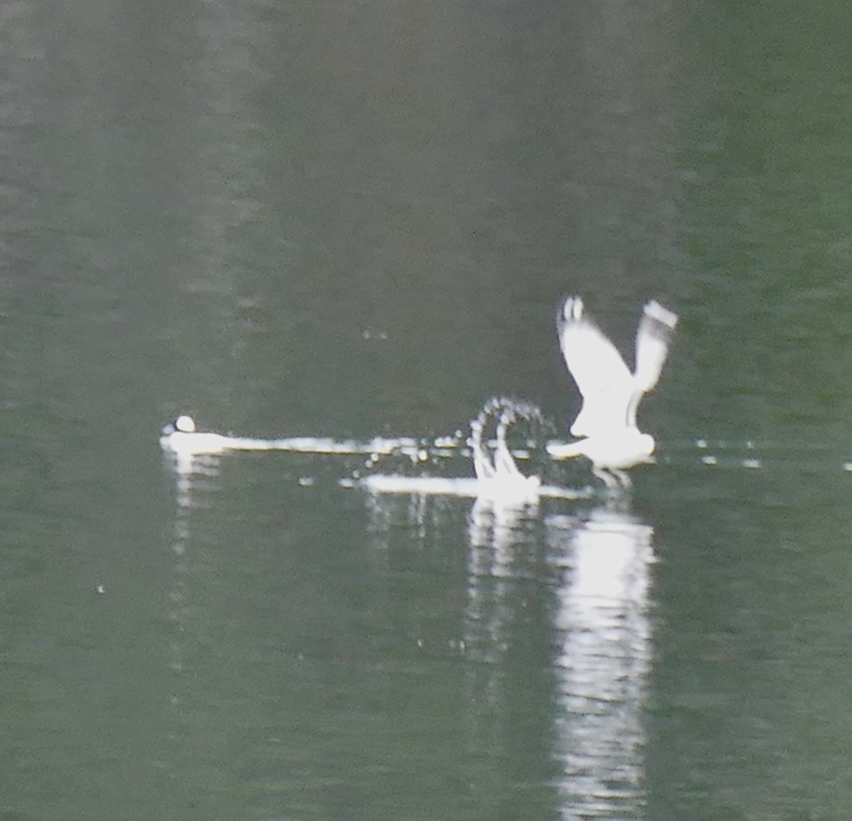 Delawareko kaioa - ML645729020