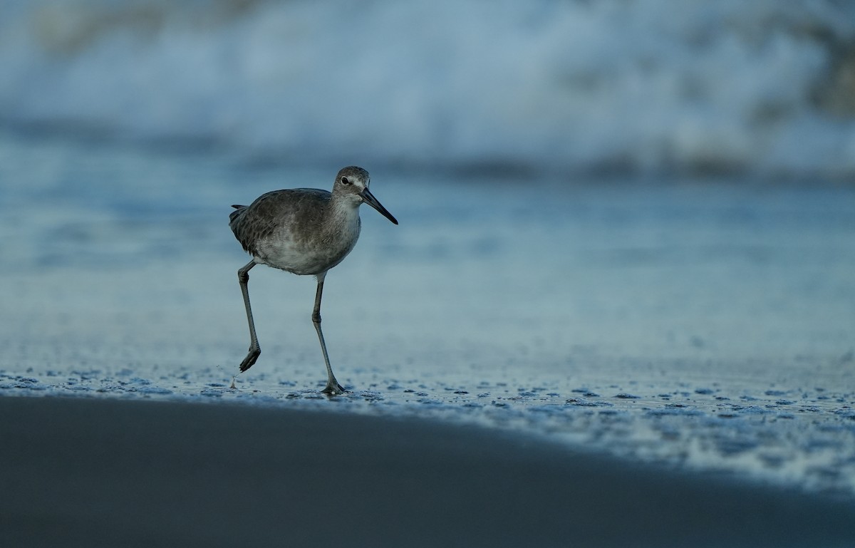 Willet - ML645729023