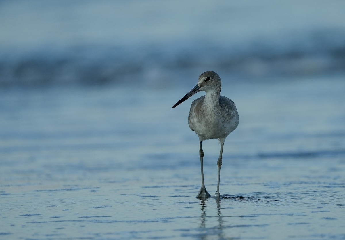 Willet - ML645729024