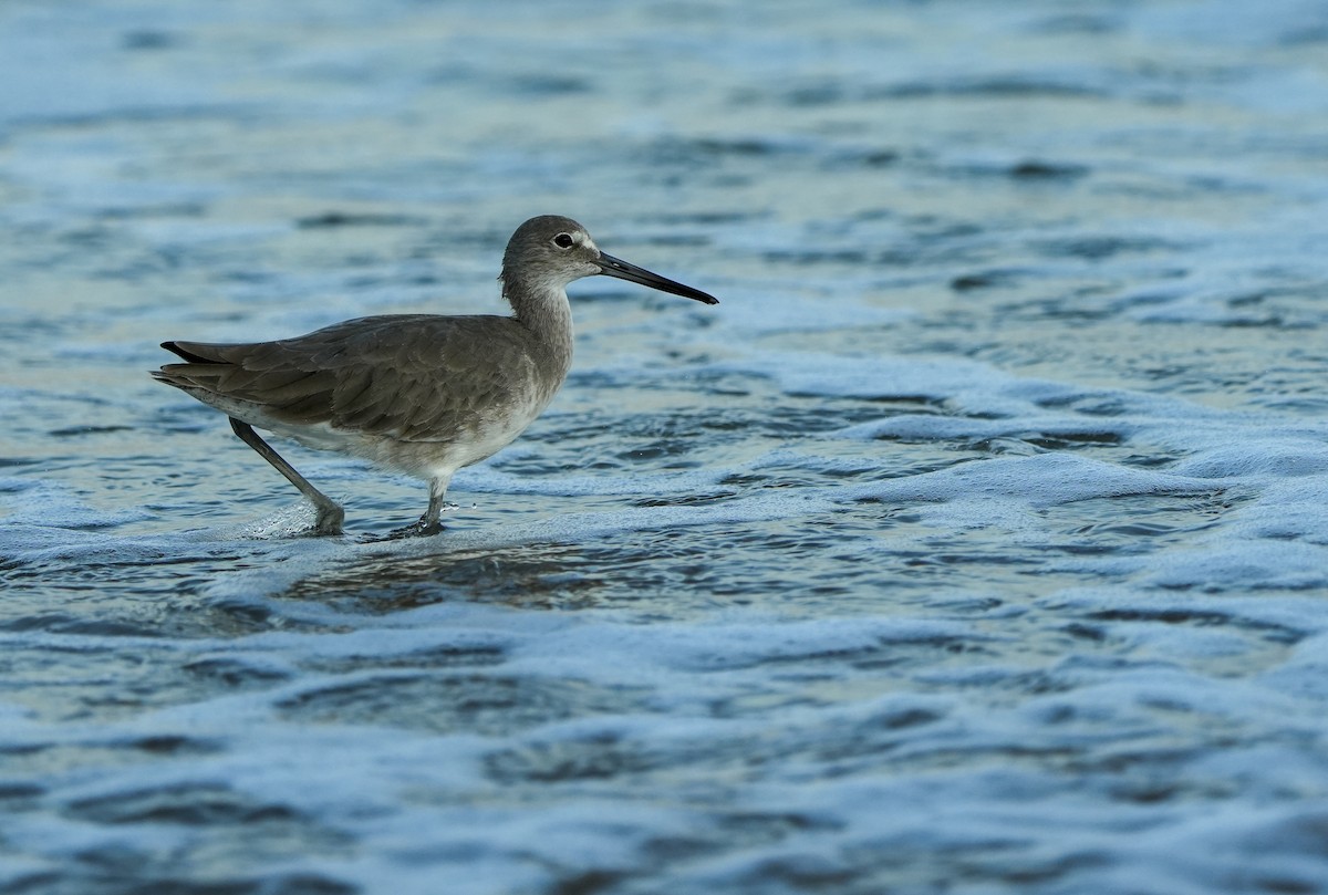 Willet - ML645729026
