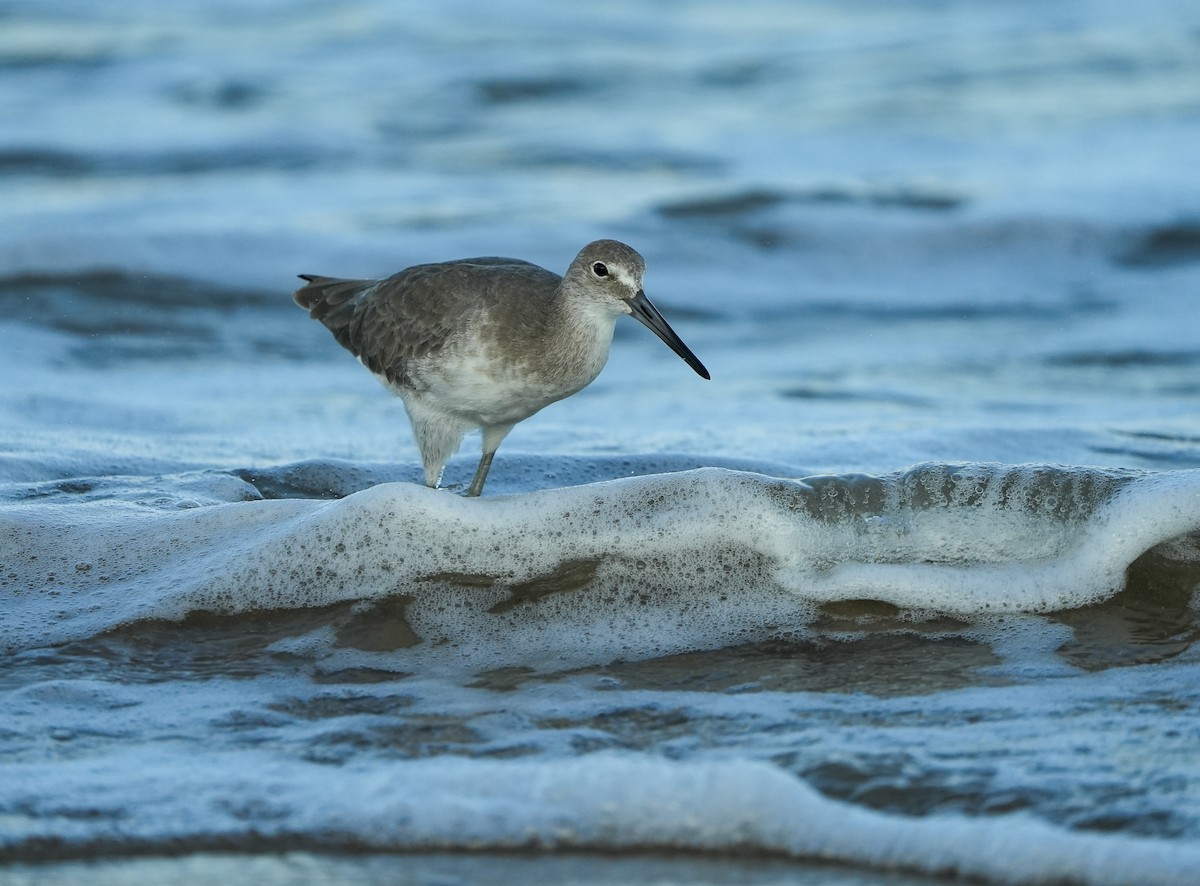 Willet - ML645729030