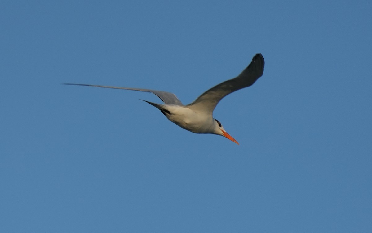 Royal Tern - ML645729037