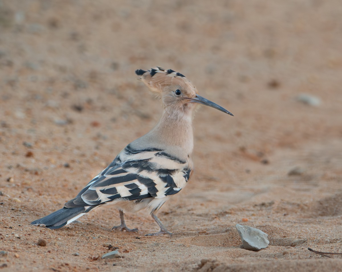 Common Hoopoe - ML645729038