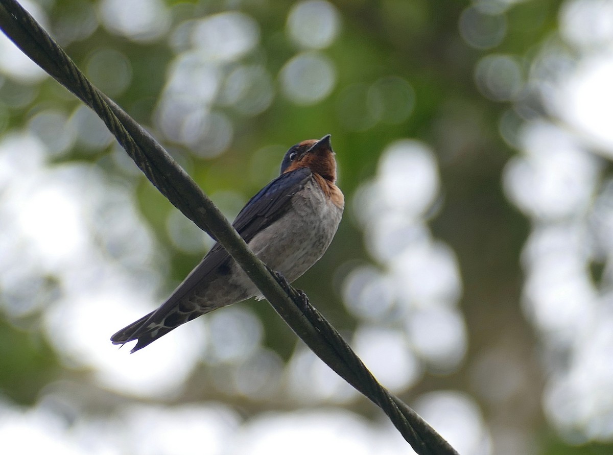 Pacific Swallow - ML645729043
