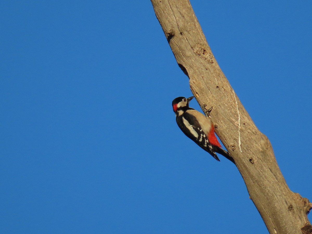Great Spotted Woodpecker - ML645729045