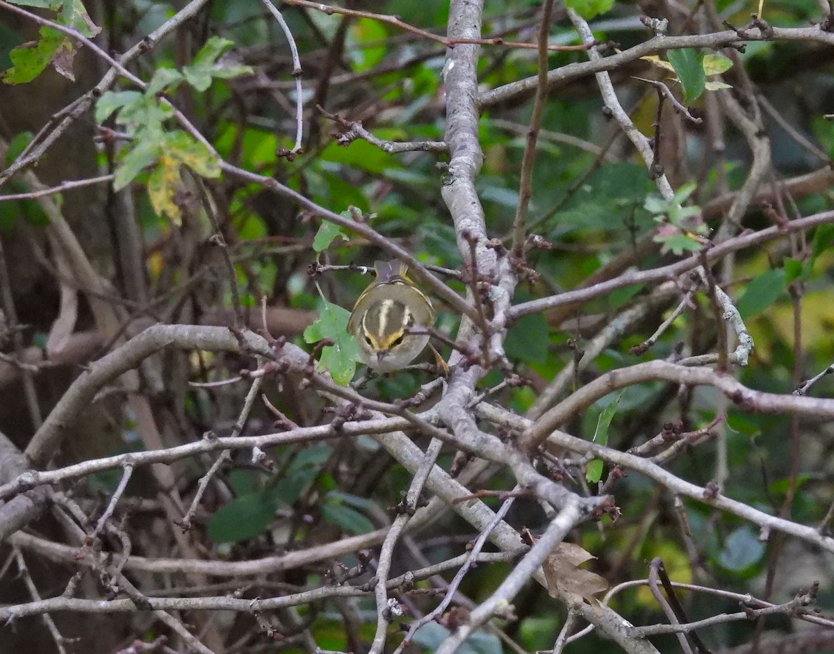 Pallas's Leaf Warbler - ML645729055