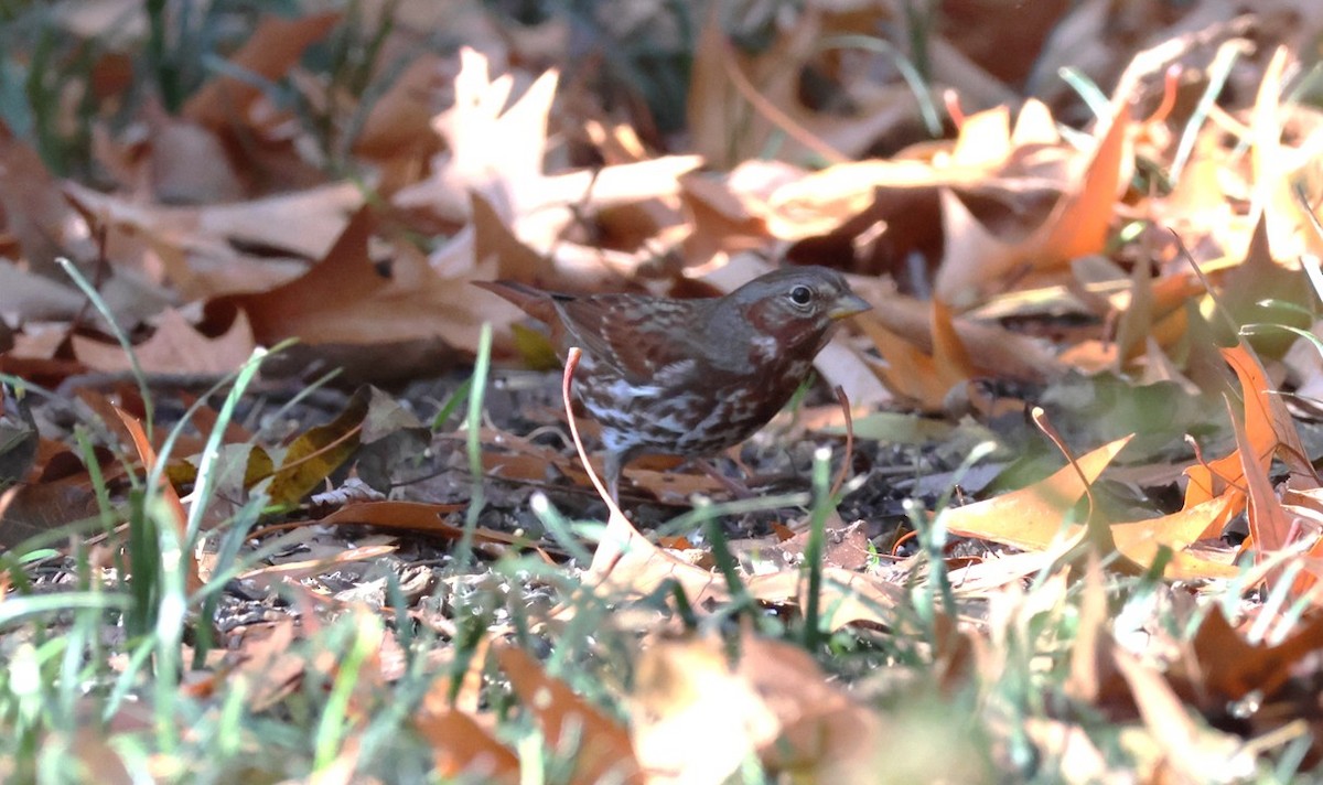 Fox Sparrow (Red) - ML645729056