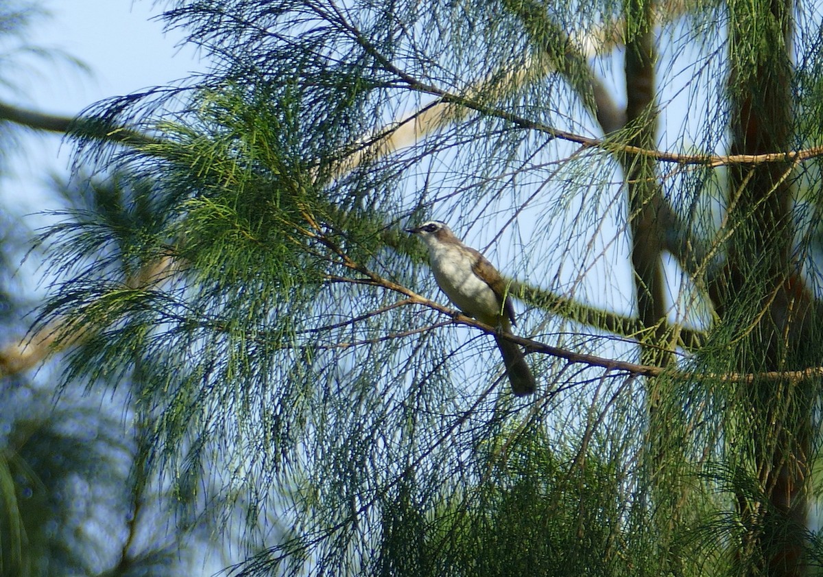 Yellow-vented Bulbul - ML645729060