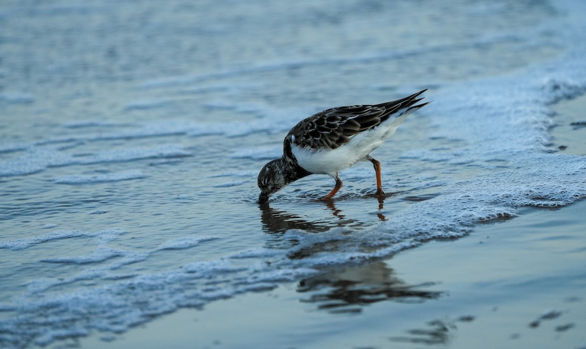 翻石鷸 - ML645729063