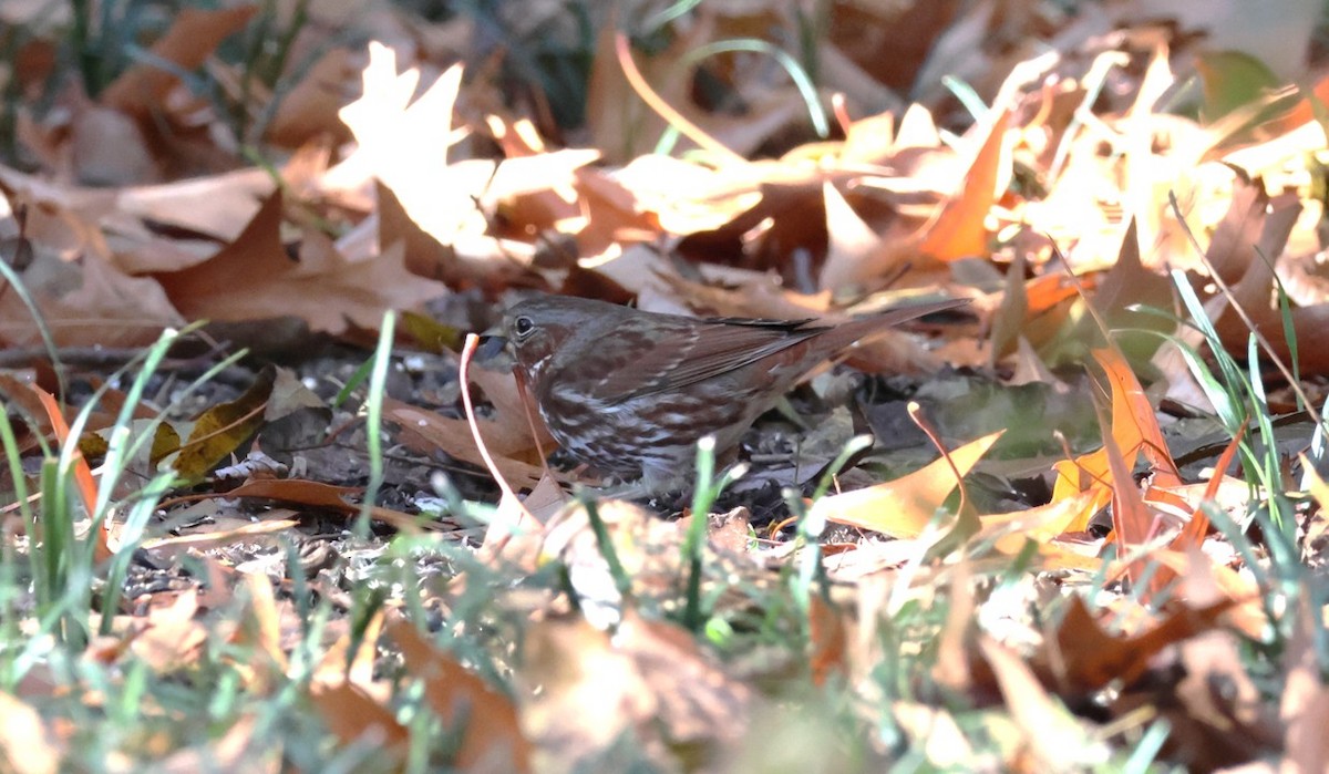 Fox Sparrow (Red) - ML645729066