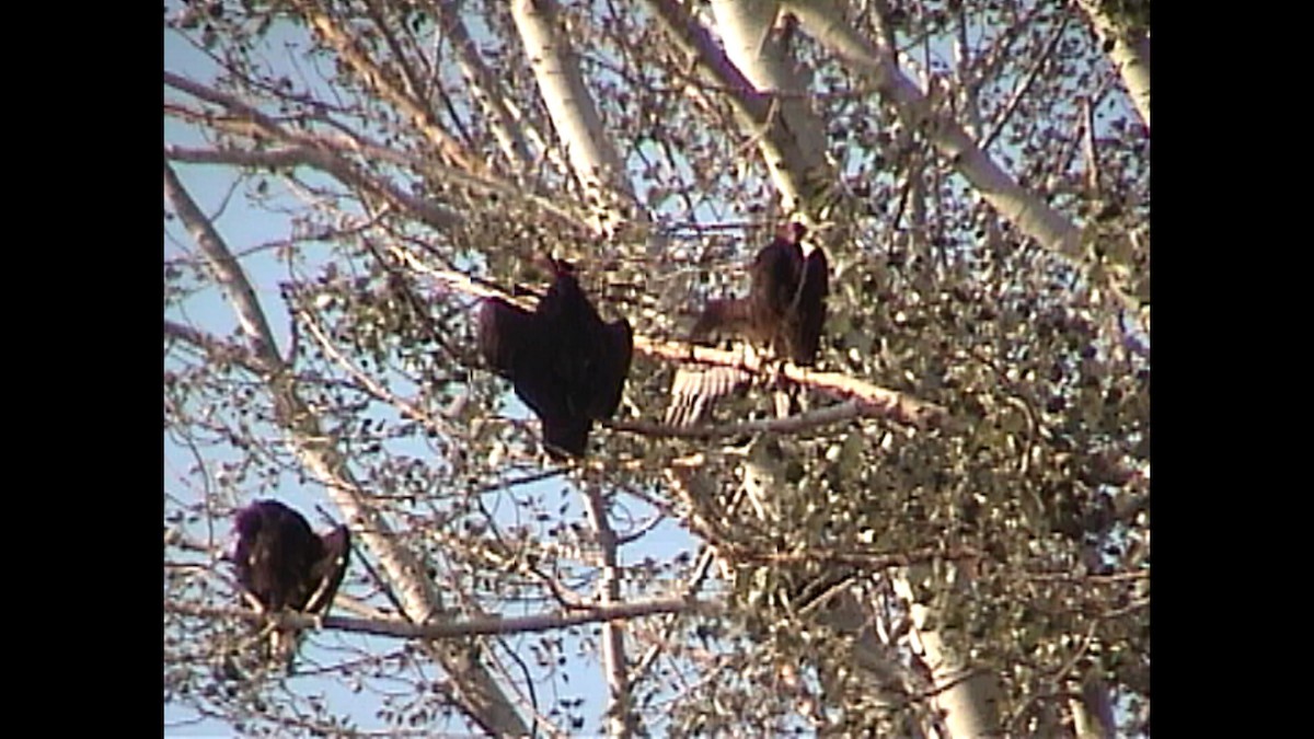 kondor krocanovitý - ML645729079