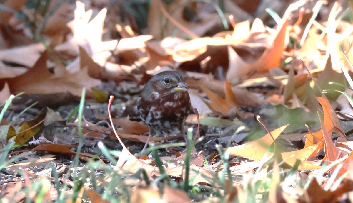 Fox Sparrow (Red) - ML645729082