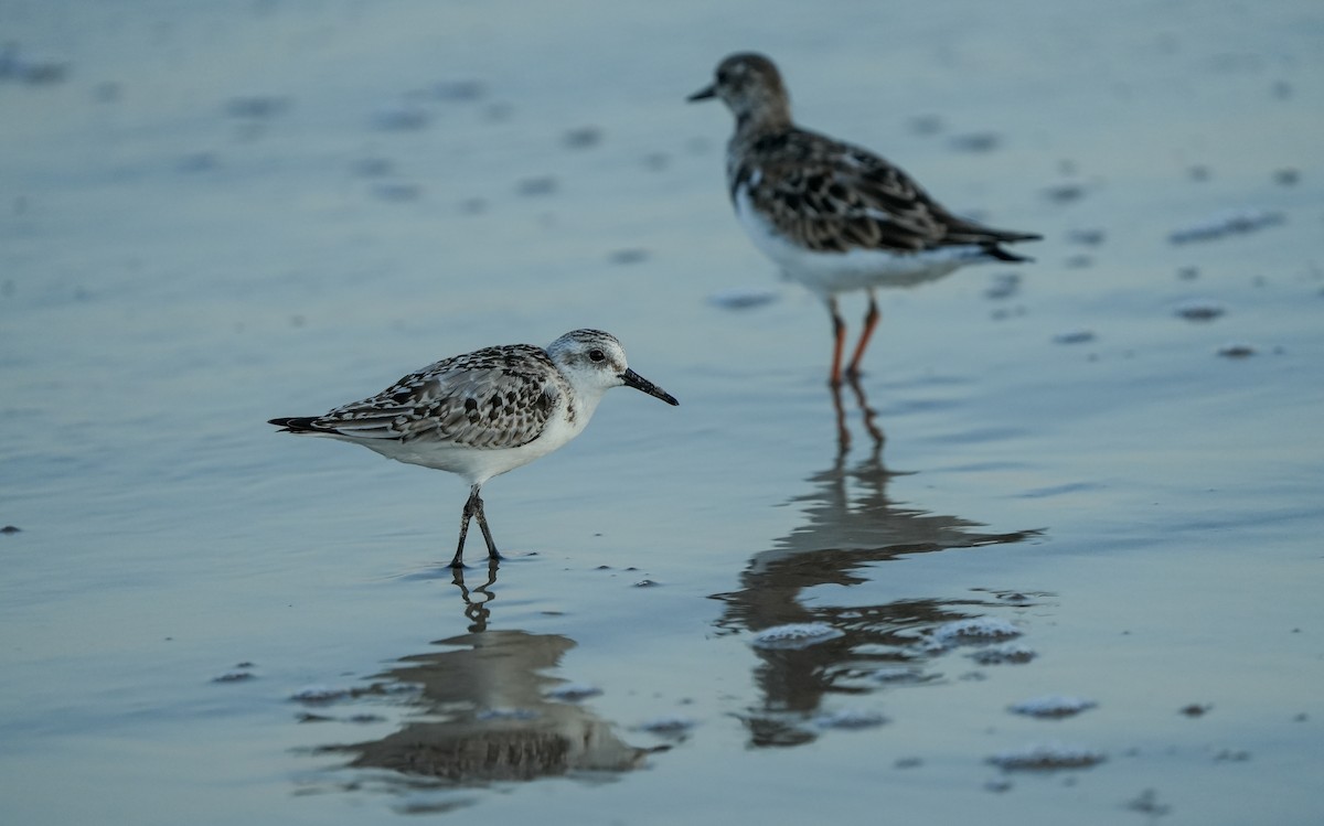 三趾濱鷸 - ML645729099