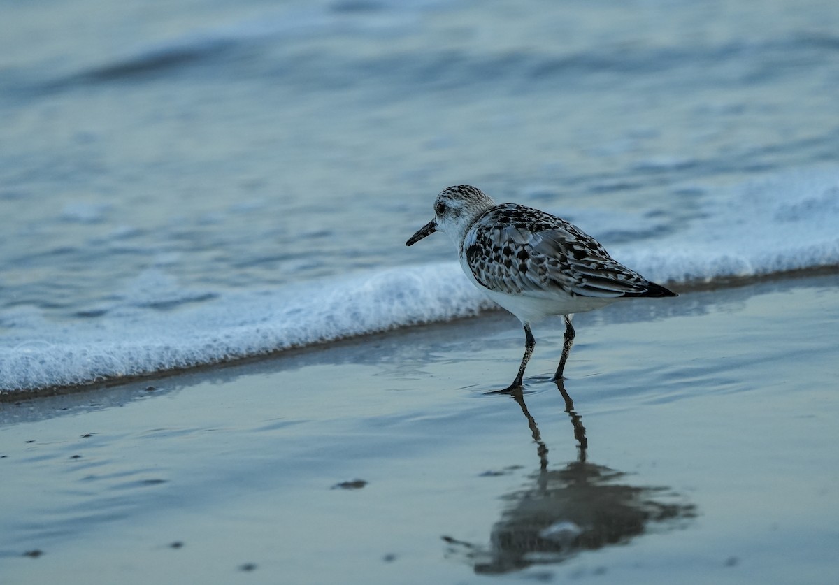 三趾濱鷸 - ML645729100