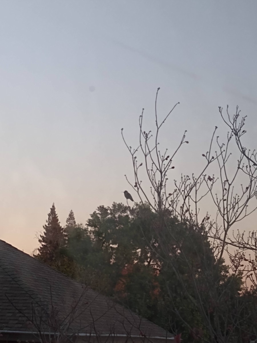 Anna's Hummingbird - ML645729102