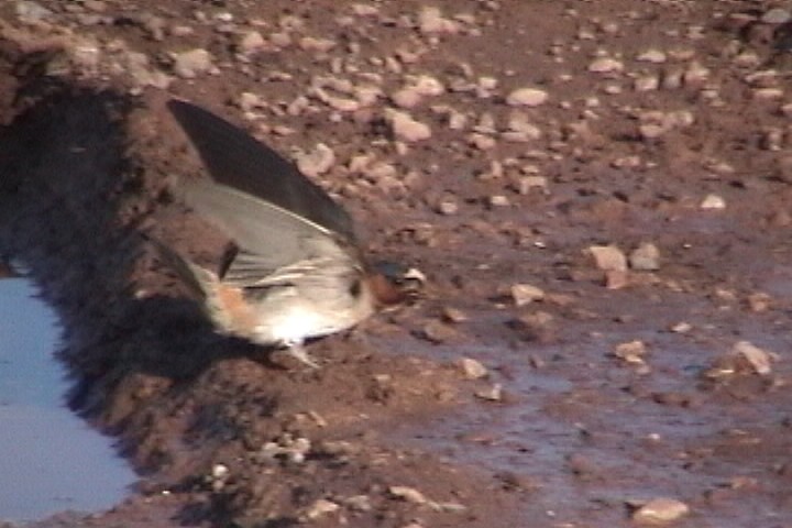 סנונית אמריקנית - ML645729131